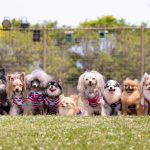犬は仲間の死に敏感？残された犬に起こる症状と対処法をご紹介