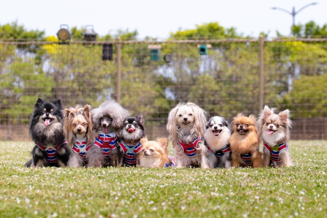 犬は仲間の死に敏感？残された犬に起こる症状と対処法をご紹介