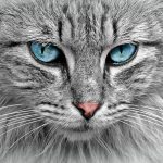 猫のフケは皮膚病が原因？可能性の高い病気や治療方法、改善策を紹介