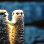 ミーアキャットに適した火葬プランはある？ご遺体の安置方法や必要な対応とは