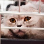 災害時に猫の避難はどうする？万が一の備えグッズや災害時の行動を紹介