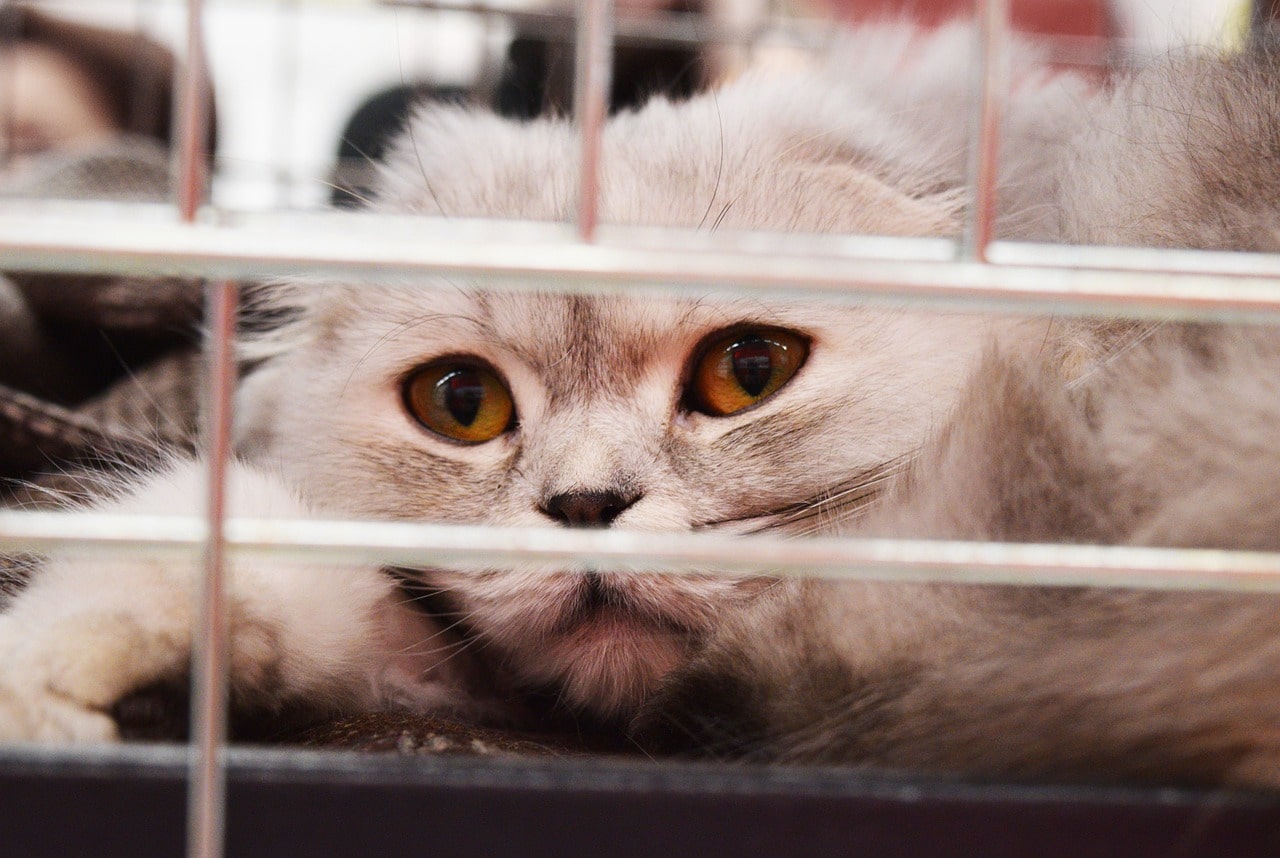 災害時に猫の避難はどうする？万が一の備えグッズや災害時の行動を紹介