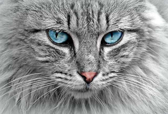 猫のフケは皮膚病が原因？可能性の高い病気や治療方法、改善策を紹介