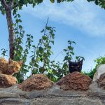 猫にとって野菜は危険？猫が食べても大丈夫な食材と食べてはいけない食材