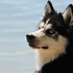 犬のフケは病気が原因？皮膚病の可能性や治療方法、予防対策とは