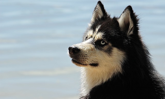 犬のフケは病気が原因？皮膚病の可能性や治療方法、予防対策とは