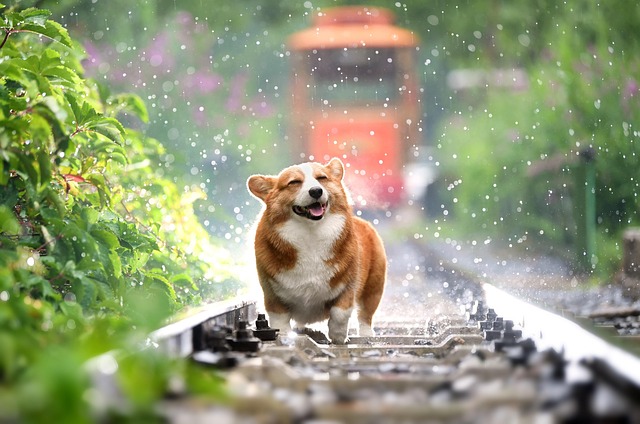 犬の性格は犬種や性別などで異なる？犬種別・性別・環境による犬の性格を徹底解説
