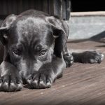 愛犬が迷子になったらどうする？必要な連絡先や行動、迷子犬を保護した場合の対処まで解説