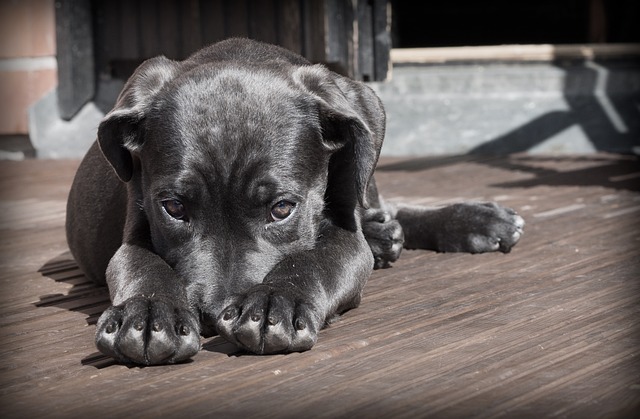 愛犬が迷子になったらどうする？必要な連絡先や行動、迷子犬を保護した場合の対処まで解説