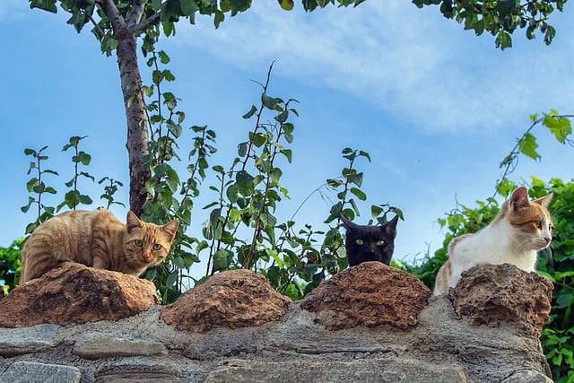 猫にとって野菜は危険？猫が食べても大丈夫な食材と食べてはいけない食材