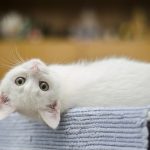 引っ越しは猫にとってストレス？必要な準備や移動方法、新居での対応とは