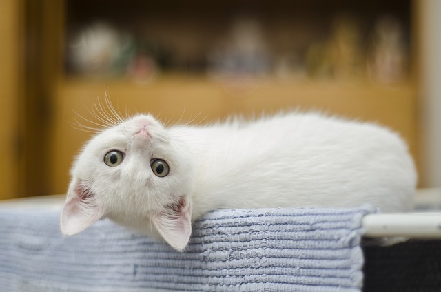 引っ越しは猫にとってストレス？必要な準備や移動方法、新居での対応とは
