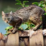 愛猫が迷子になったら？探し方や必要な連絡場所、保護した場合の注意点について