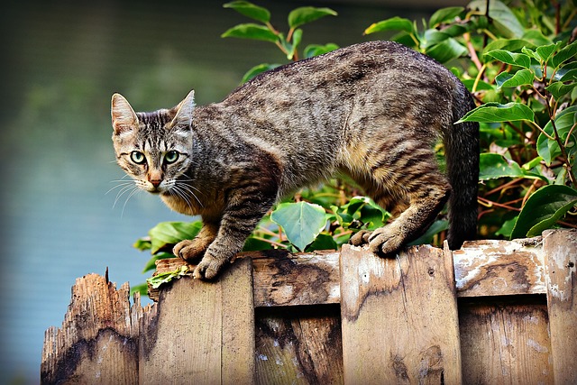 愛猫が迷子になったら？探し方や必要な連絡場所、保護した場合の注意点について