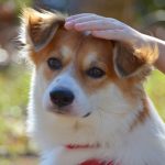雑種犬とは？ミックス犬との違いや飼うときの注意点を紹介！