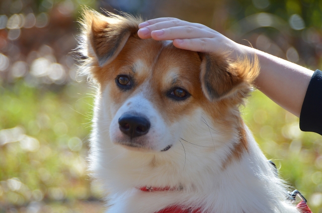 雑種犬とは？ミックス犬との違いや飼うときの注意点を紹介！