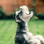 シニア犬のおやつの選び方は？おすすめの素材なども解説！