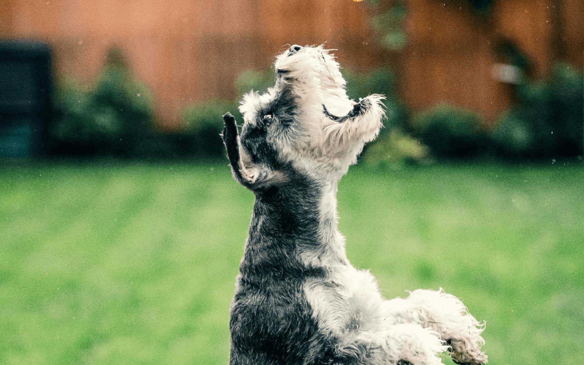 シニア犬のおやつの選び方は？おすすめの素材なども解説！