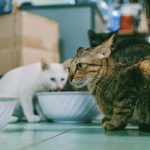 シニアの猫におすすめのおやつをご紹介！選び方やあげる際の注意点も解説