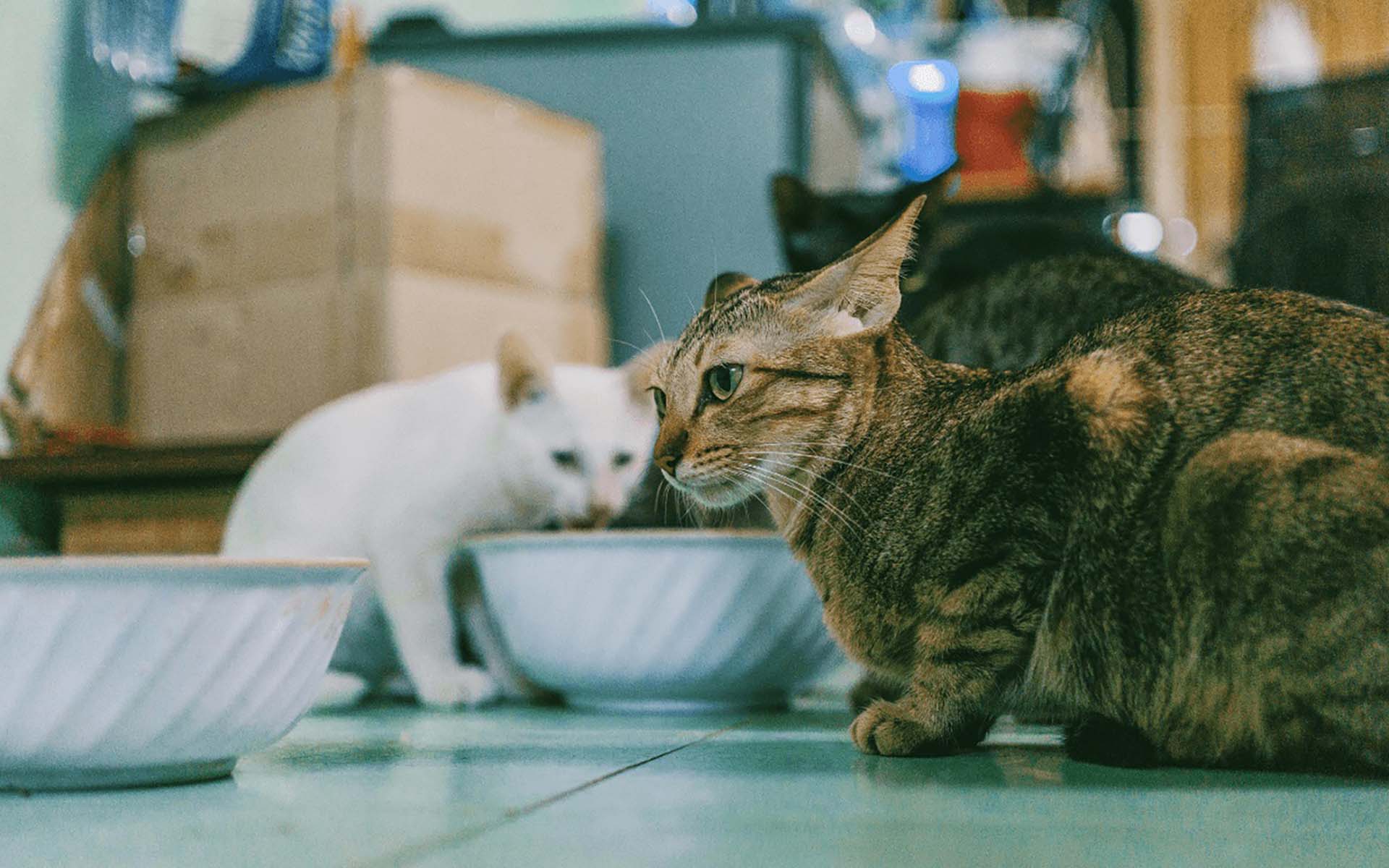 シニアの猫におすすめのおやつをご紹介！選び方やあげる際の注意点も解説
