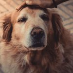 老犬が喜ぶことで精神のケアになる！飼い主様が意識するべき飼い方