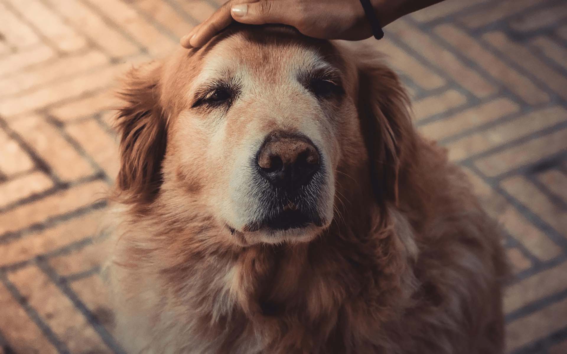 老犬が喜ぶことで精神のケアになる！飼い主様が意識するべき飼い方