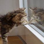 猫を飼う場所にマンションは最適？必要なものや注意点、メリット・デメリットとは