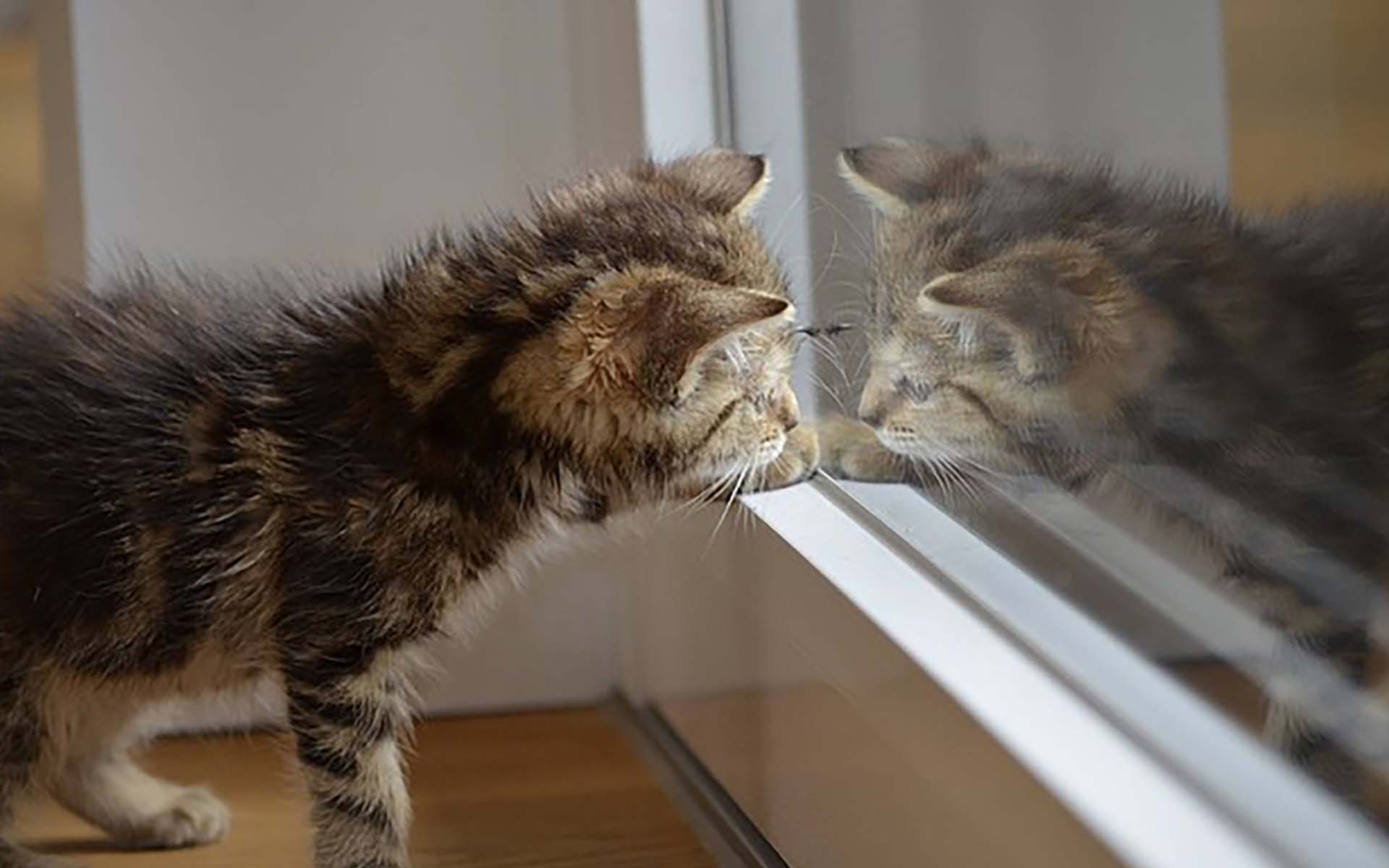 猫を飼う場所にマンションは最適？必要なものや注意点、メリット・デメリットとは