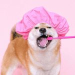 犬の歯が抜けるのはなぜ？原因や歯の病気について解説