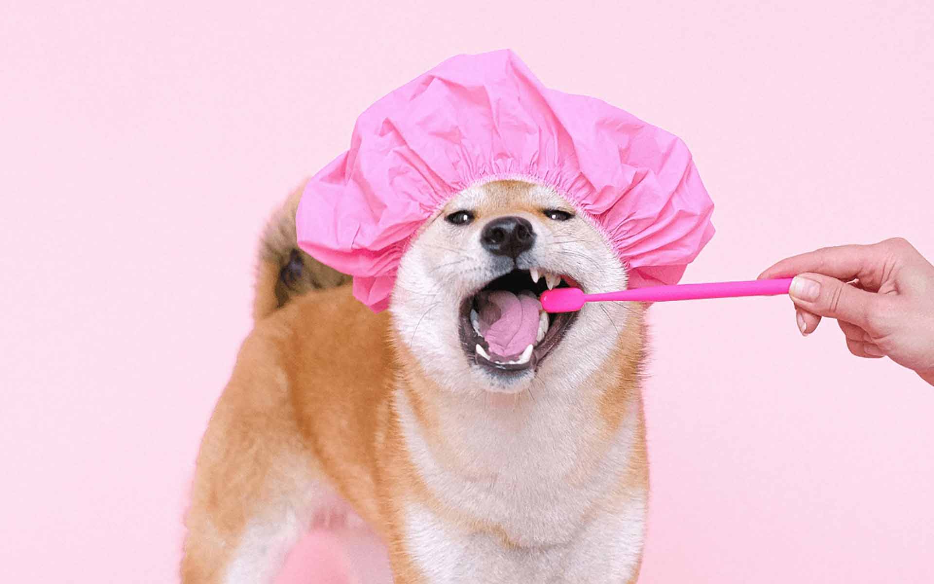 犬の歯が抜けるのはなぜ？原因や歯の病気について解説