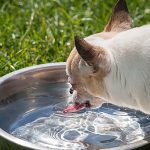 犬にとって脱水症状は危険？原因や治療、予防方法とは