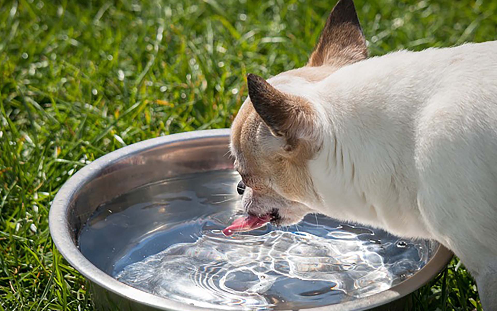 犬にとって脱水症状は危険？原因や治療、予防方法とは