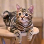 猫を飼うと家がボロボロになる？その対策と対処法は？