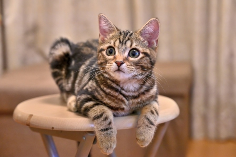 猫を飼うと家がボロボロになる？その対策と対処法は？