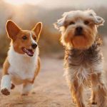 犬を飼うのに年収はいくら必要？初期費用や毎月の支出も紹介