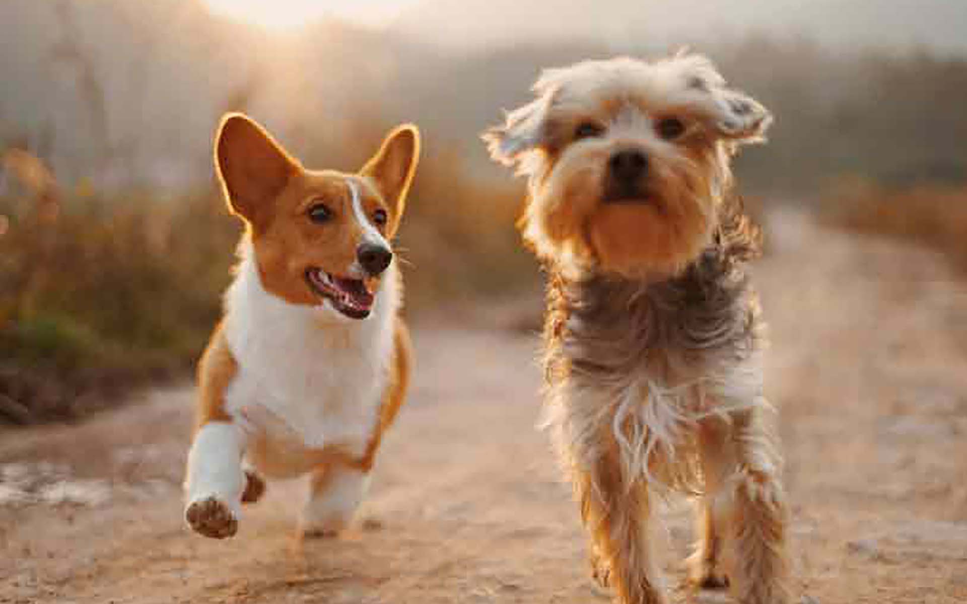 犬を飼うのに年収はいくら必要？初期費用や毎月の支出も紹介