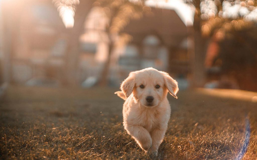 犬を飼うことで分泌される「幸せホルモン」とは？メリットを紹介