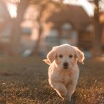 犬を飼うことで分泌される「幸せホルモン」とは？メリットを紹介