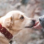 犬を飼いたいけどアレルギーを持っている人必見！アレルギー持ちでも犬と快適に暮らす方法