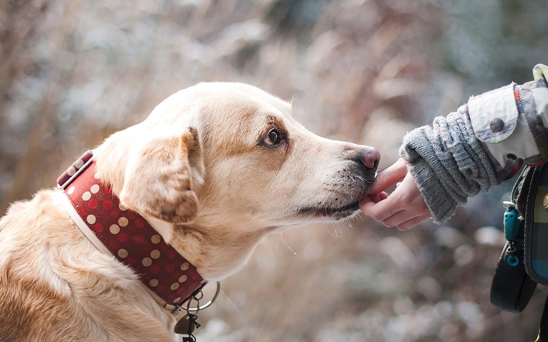 犬を飼いたいけどアレルギーを持っている人必見！アレルギー持ちでも犬と快適に暮らす方法