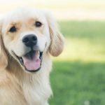 安心して犬を飼うために知っておきたい、オスとメスの違い