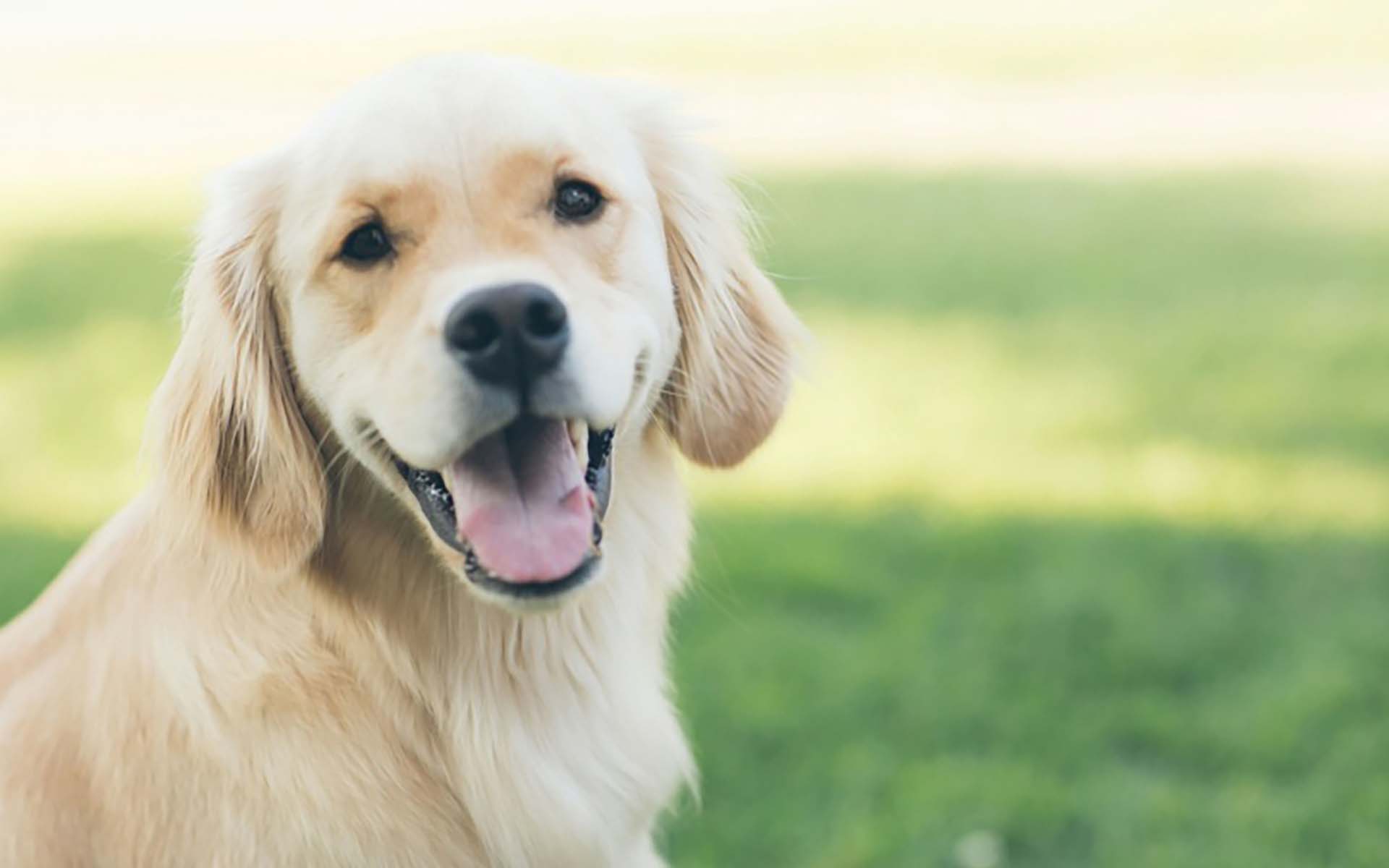 安心して犬を飼うために知っておきたい、オスとメスの違い