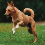 シニア犬には筋トレが必要！自宅でもできる筋トレ方法をご紹介