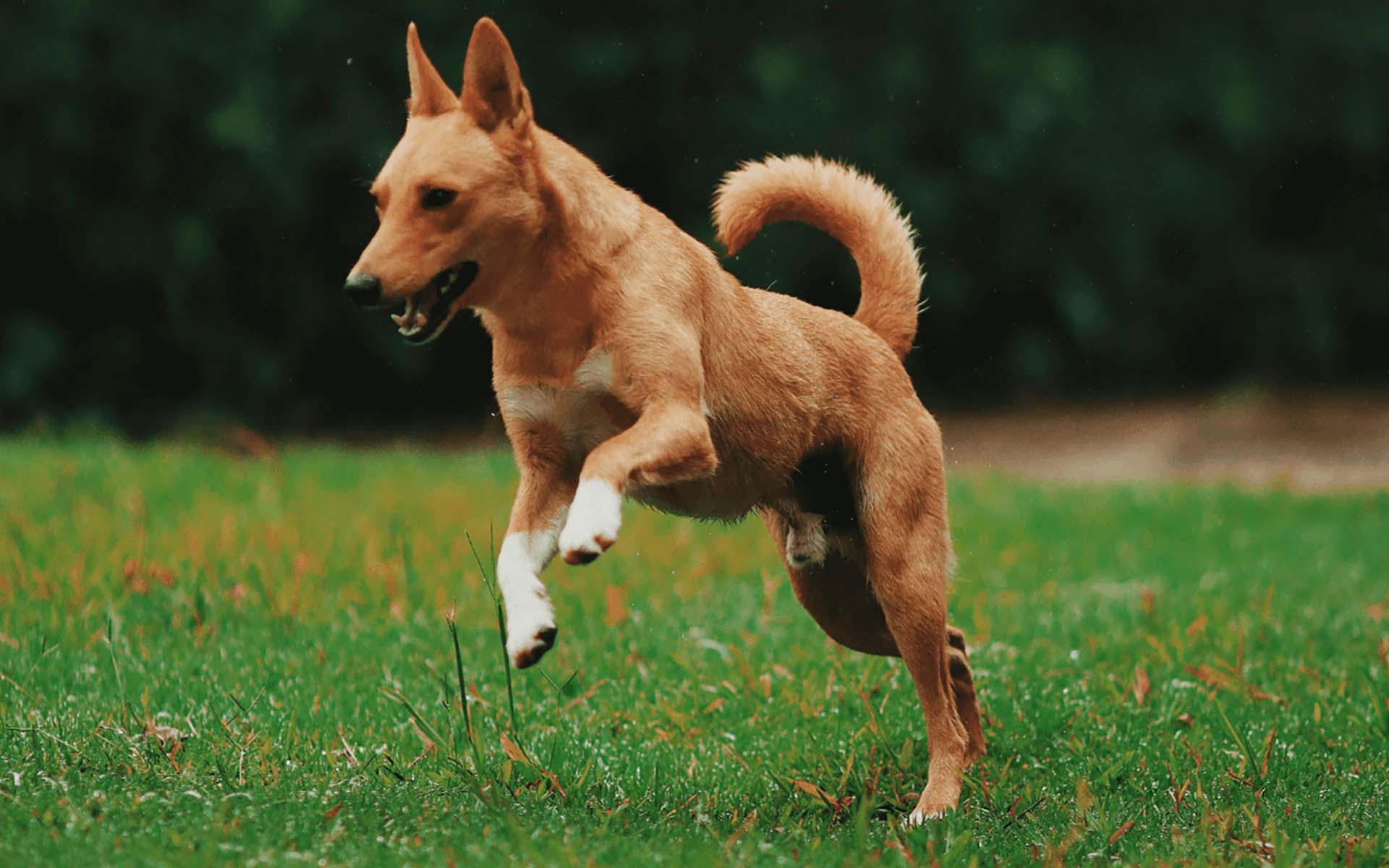 シニア犬には筋トレが必要！自宅でもできる筋トレ方法をご紹介