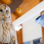 フクロウの種類はどのくらい？大型から小型までまとめて紹介