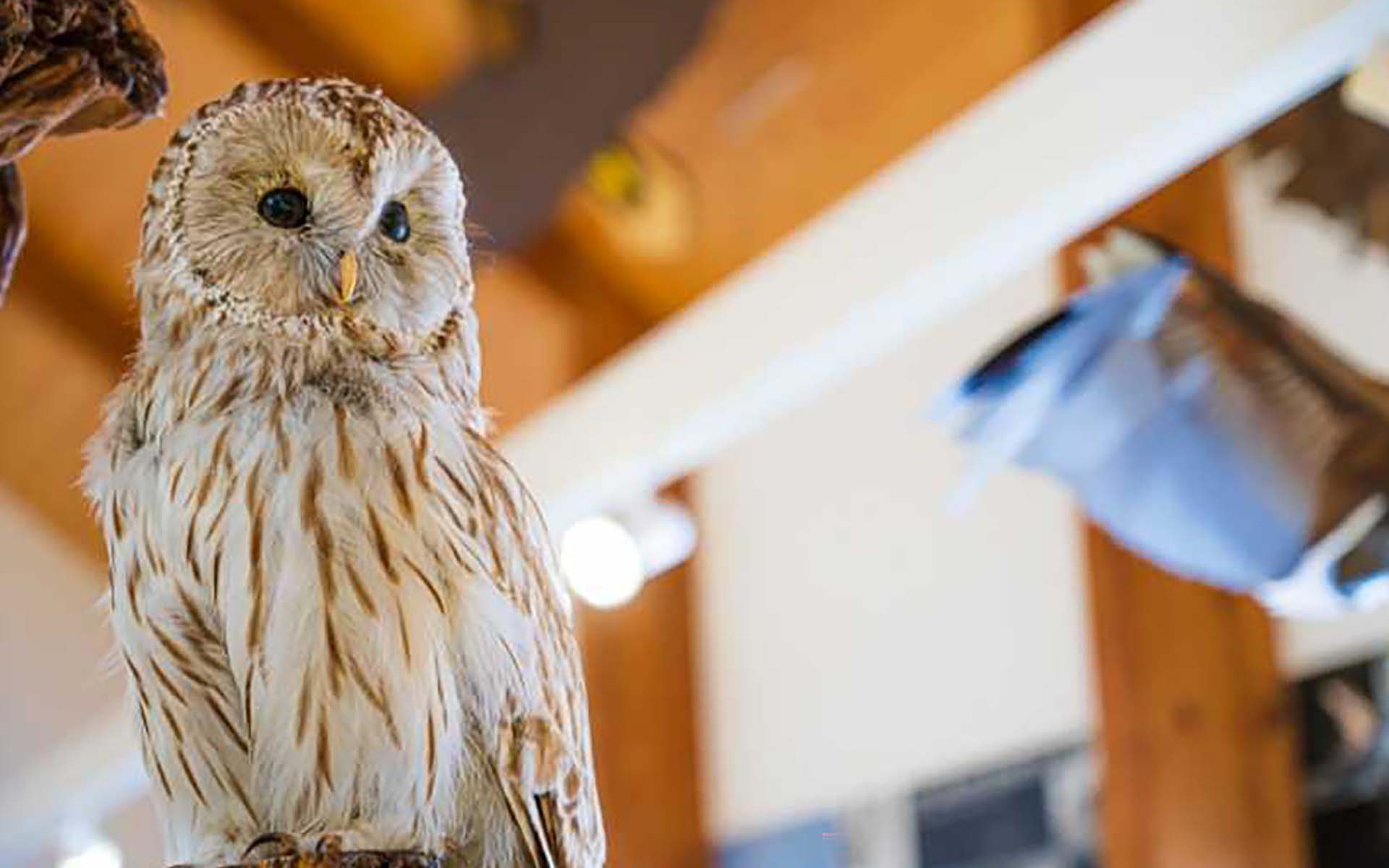 フクロウの種類はどのくらい？大型から小型までまとめて紹介