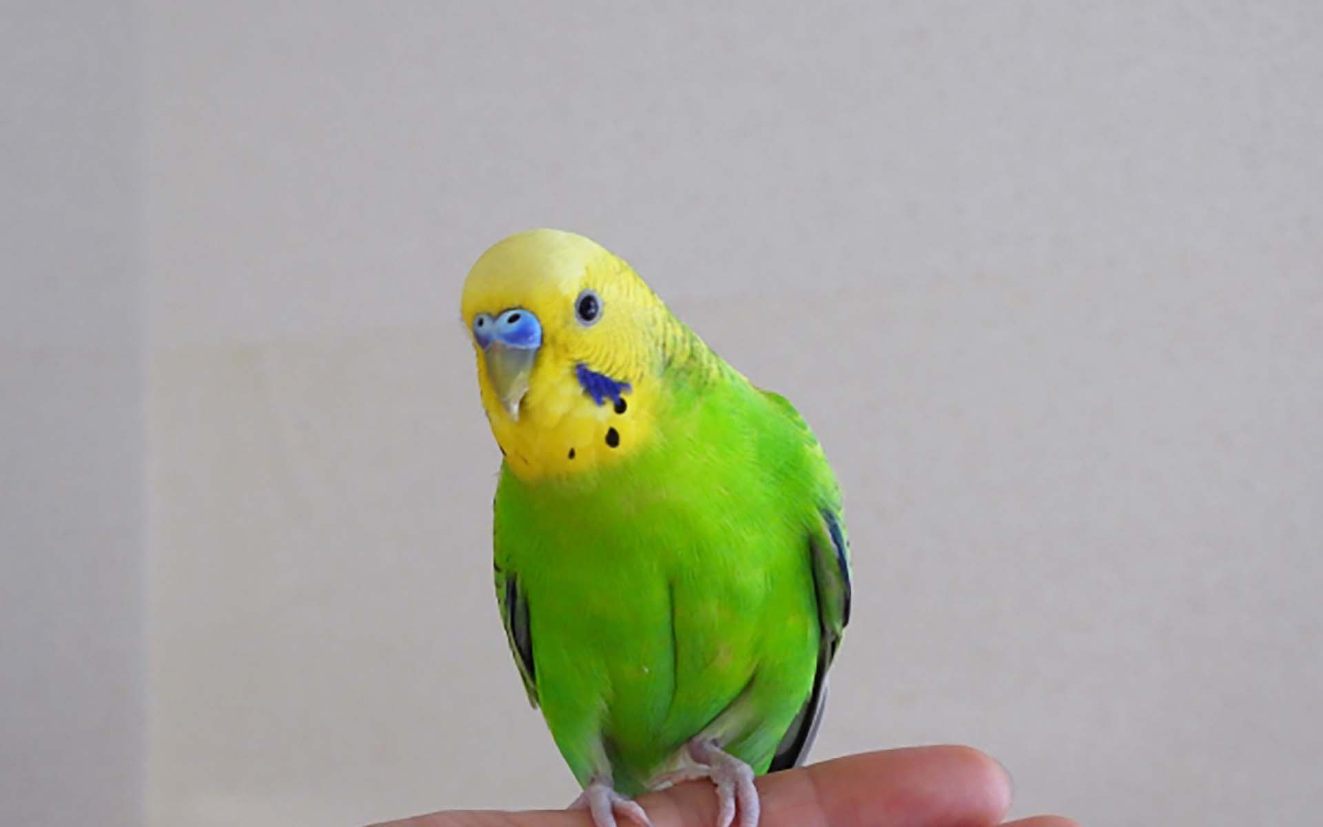 インコは初心者でも飼いやすい?インコの特徴や飼い方とは - COCOペットジャーナル