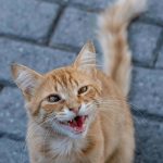 猫の歯が抜けるのは病気？歯が抜ける時期や原因についてご紹介