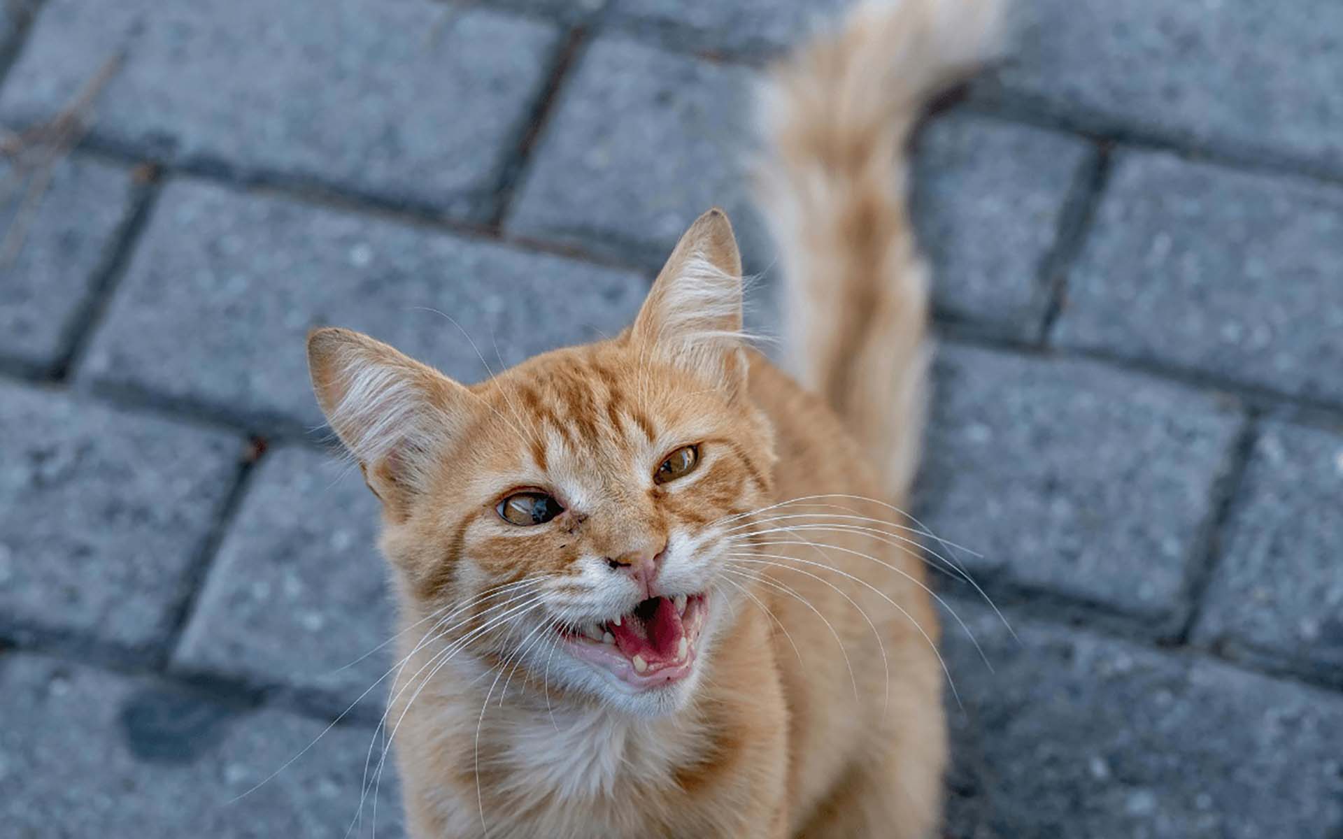 猫の歯が抜けるのは病気？歯が抜ける時期や原因についてご紹介