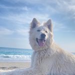 【大型犬の寿命は？】平均寿命と長生きするために気を付けることを紹介
